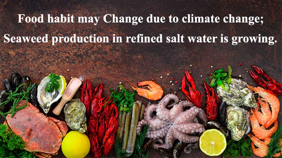 Food habit may Change due to climate change; Seaweed production in refined salt water is growing.