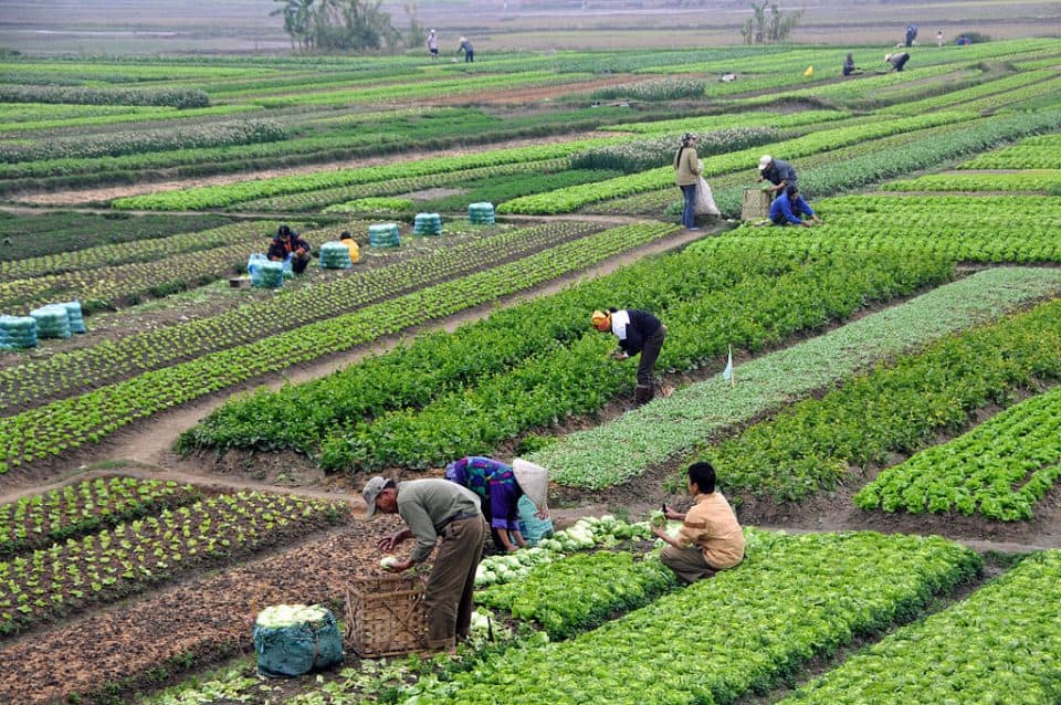 Bangladesh's agriculture sector under threat because of climate change, risk of diminishing 24 percent of agricultural land