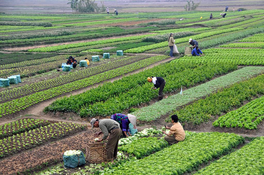 Bangladesh s agriculture  sector  under threat because of 