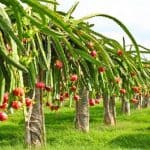 Dragon fruit plantation in the roof garden tub to keep the roof nice