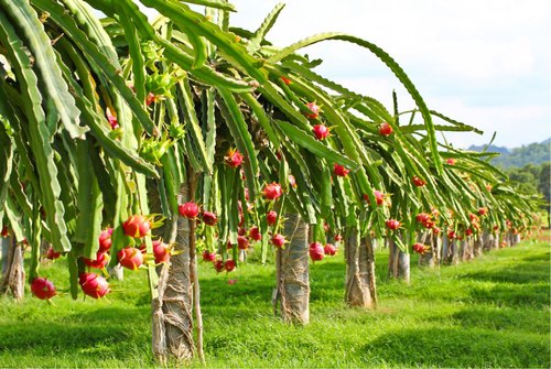 Dragon fruit plantation in the roof garden tub to keep the roof nice