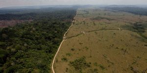This year Amazon forest destruction has increased by 85%