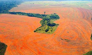 This year Amazon forest destruction has increased by 85%