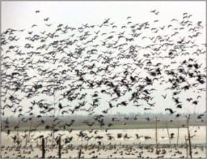 Bird Census 2020 : Total 53 Species of Birds Are Found