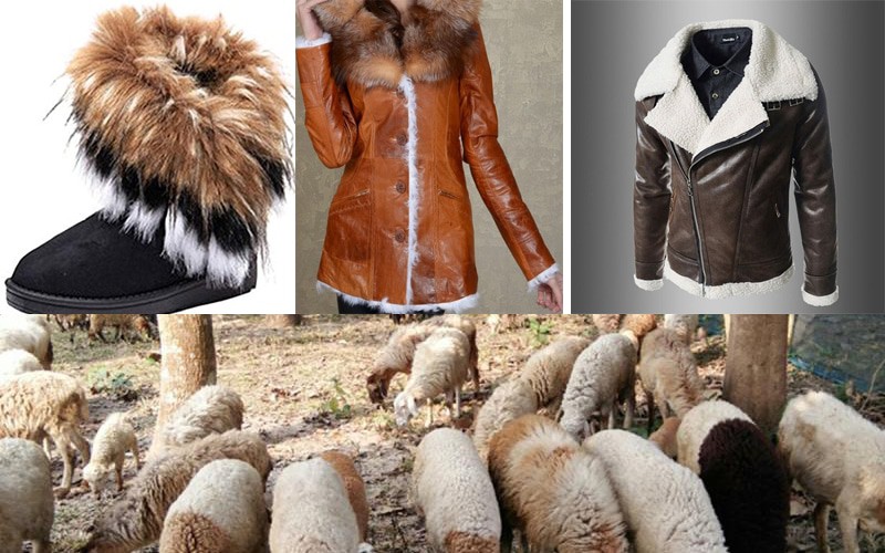 California Becomes The First State In The US To Ban Animal Fur Products