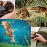 A Rare Species of Platypus in Australia in Existential Crisis