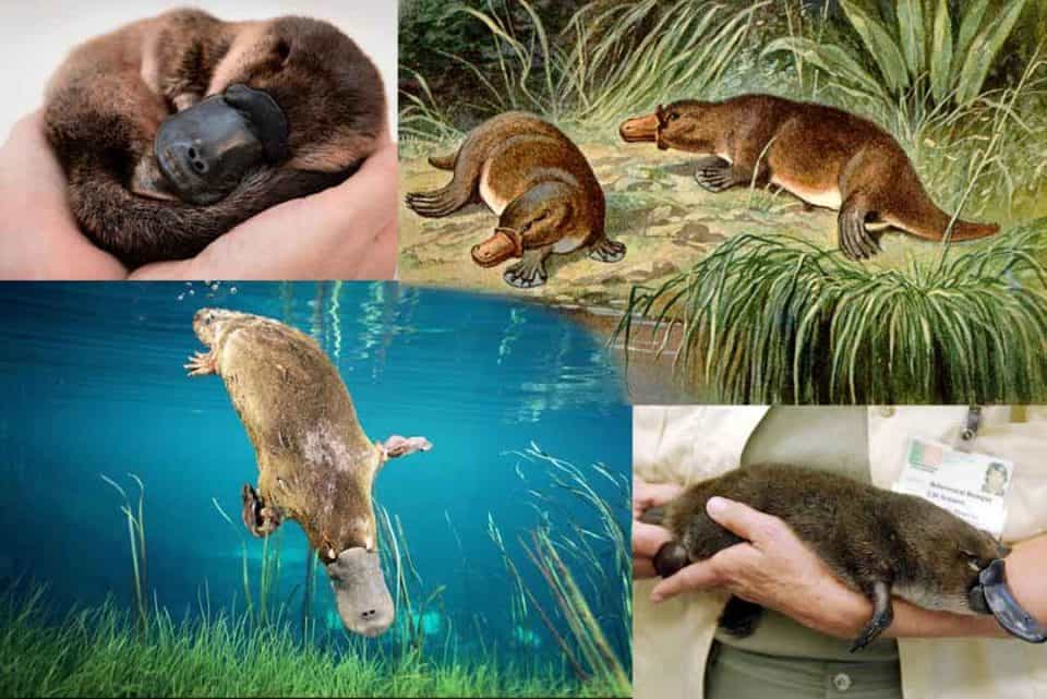 A Rare Species of Platypus in Australia in Existential Crisis