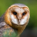 An owl at a hotel in search of food