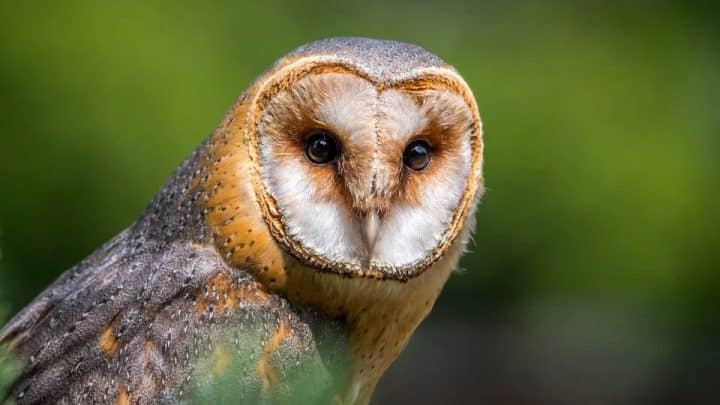 An owl at a hotel in search of food
