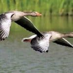 Different species of guest birds have flown for shelter in Karatoya River