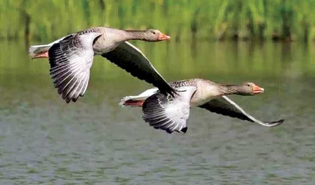 Different species of guest birds have flown for shelter in Karatoya River