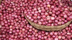 Farmers Hopes Bumper Yield of Onion in Puthia, Rajshahi, Bangladesh