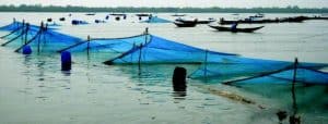 Fishing with current nets using bamboo fence at Cox’s Bazar (Image Courtesy: Springer Link)