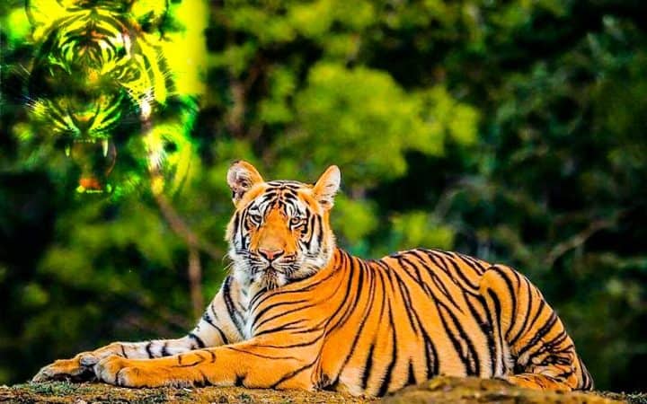 The Royal Bengal Tiger