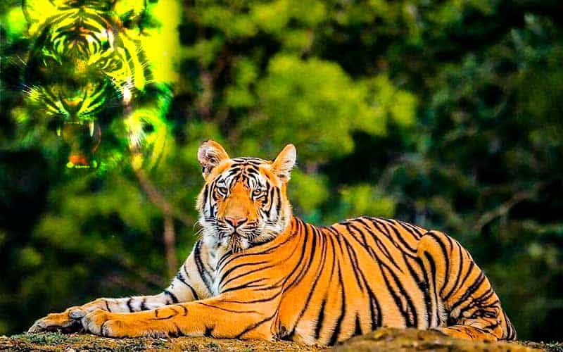 About 50 numbers of Royal Bengal Tigers increased in the Sundarbans