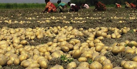 The Bumper Yield of Potatoes In Thakurgaon