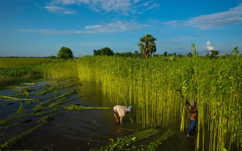 A 0.08 ha Jute Fields Provides 27 Metric Tons of Oxygen