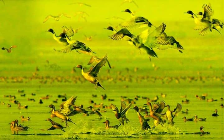 Migratory-birds-of-Bangladesh