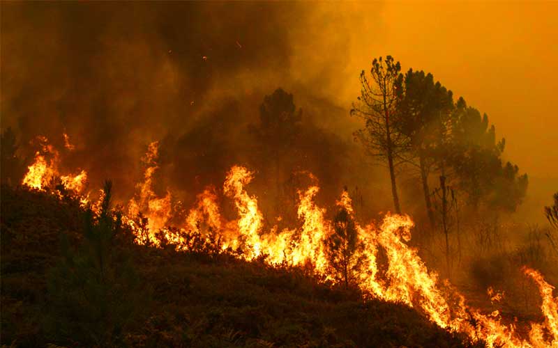 Preplanned Fire In The Forest of Lawachara, Bangladesh