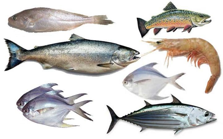 Seven-types-of-species-under-threat-of-extinction-in-the-Bay-of-Bengal