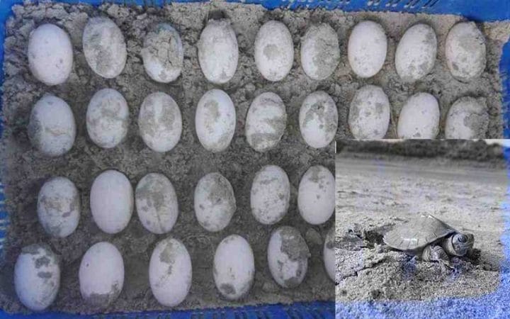 The Rare Batagur Baska Tortoise has Given 35 Eggs