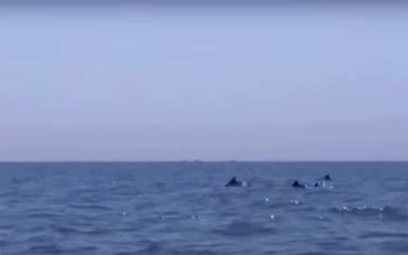 dolphins have been seen playing in the Bay of Bengal near the seashore