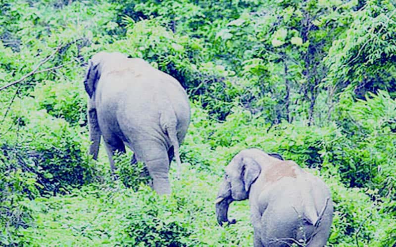 Dhaka will be received 64 new animals in exchange of two elephants from Egypt