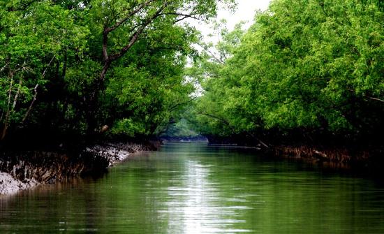 Tourism was banned in the Sundarbans due to Covid – 19 Coronavirus