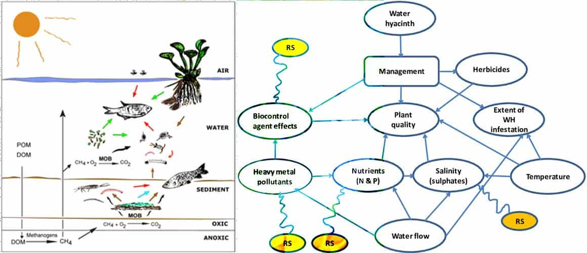 The effectiveness of Water Hyacinth as human food