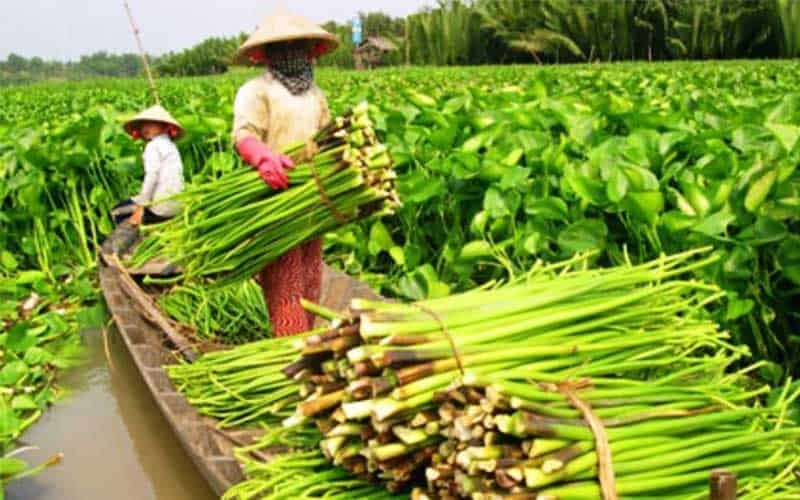 The effectiveness of Water Hyacinth as human food