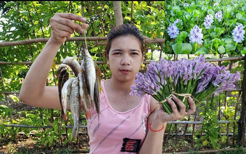 The effectiveness of Water Hyacinth as human food