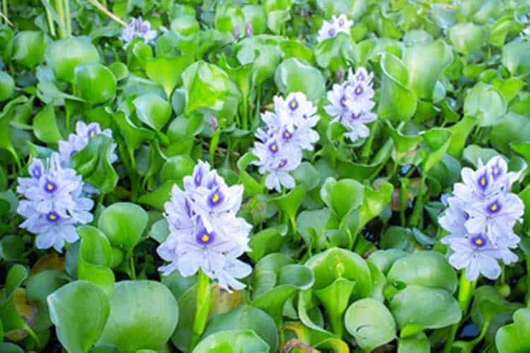 The effectiveness of Water Hyacinth as human food