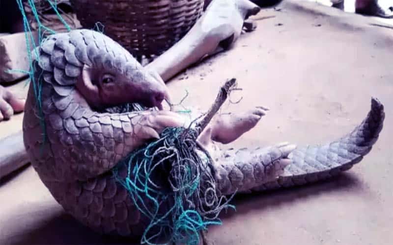 COVID-19 Coronavirus is present in mammalian Pangolin