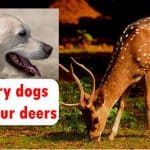 Hungry dogs ate four deers