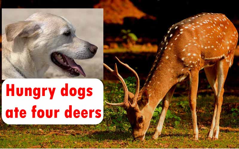 Hungry dogs ate four deers