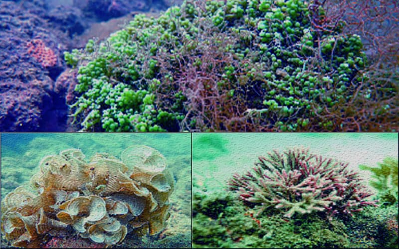 Three new species of seaweed discovered in the Bay of Bengal