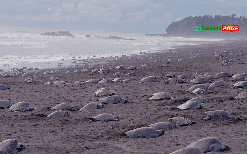 Olive Ridley Turtles occupied the Rushikulya Sea