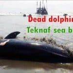 A dead gigantic dolphin was found floating on the Teknaf sea beach