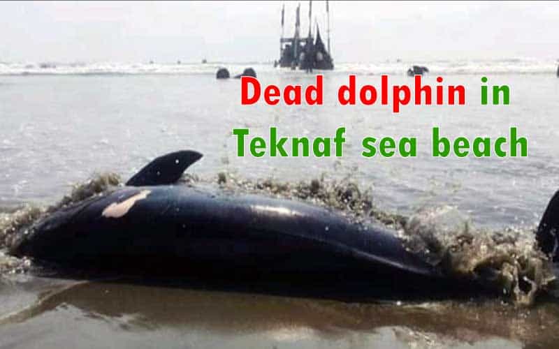 A dead gigantic dolphin was found floating on the Teknaf sea beach