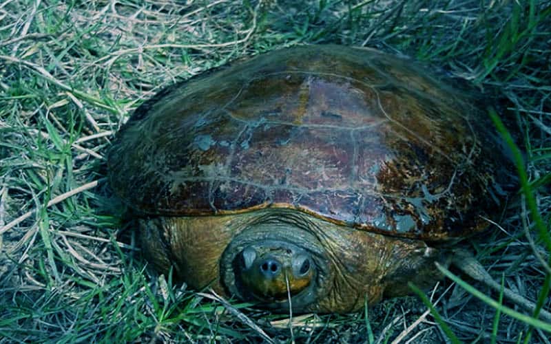 Batagur Baska Turtle