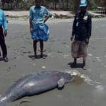 Again, a dead body of Dolphin with head-injured floated at the Cox's Bazar Sea Beach