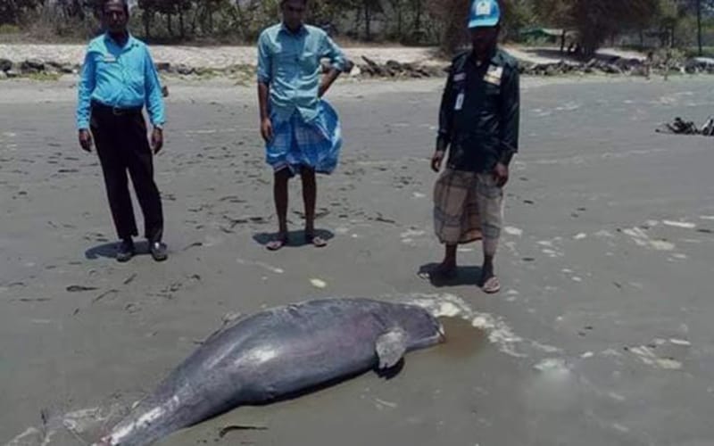 Again dead body of Dolphin at the Cox's Bazar Sea Beach | The Green Page