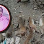 A woman claimed responsibility and sent to Jail for killing the monkeys in Madaripur, Bangladesh