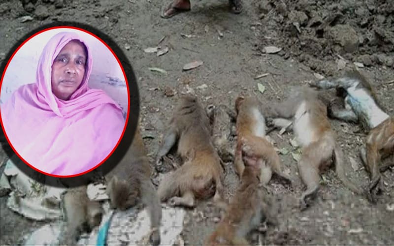 A woman claimed responsibility and sent to Jail for killing the monkeys in Madaripur, Bangladesh