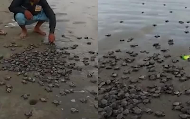 About 7000 baby turtles released into the Sea by the Mother Bonia Turtles Conservation Centre of Bangladesh
