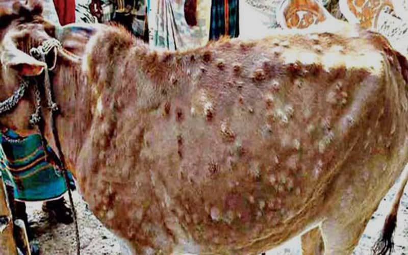 Cattles Lumpy Skin Disease outbreaks at Nandail, Mymensingh, Bangladesh