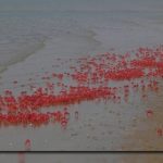 Cox's Bazar Sea Beach is Now a Playground for Red Crabs