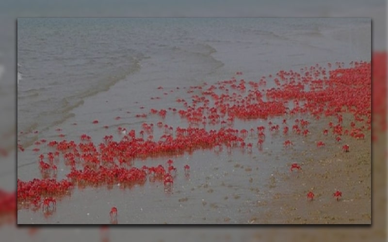 Cox's Bazar Sea Beach is Now a Playground for Red Crabs