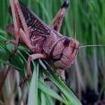 Iran to lose $7 billion in the outbreak of locusts