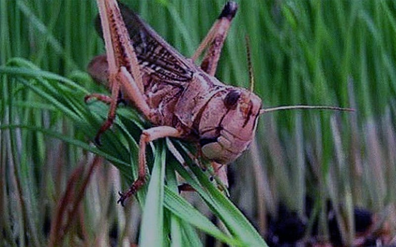 Iran to lose $7 billion in the outbreak of locusts